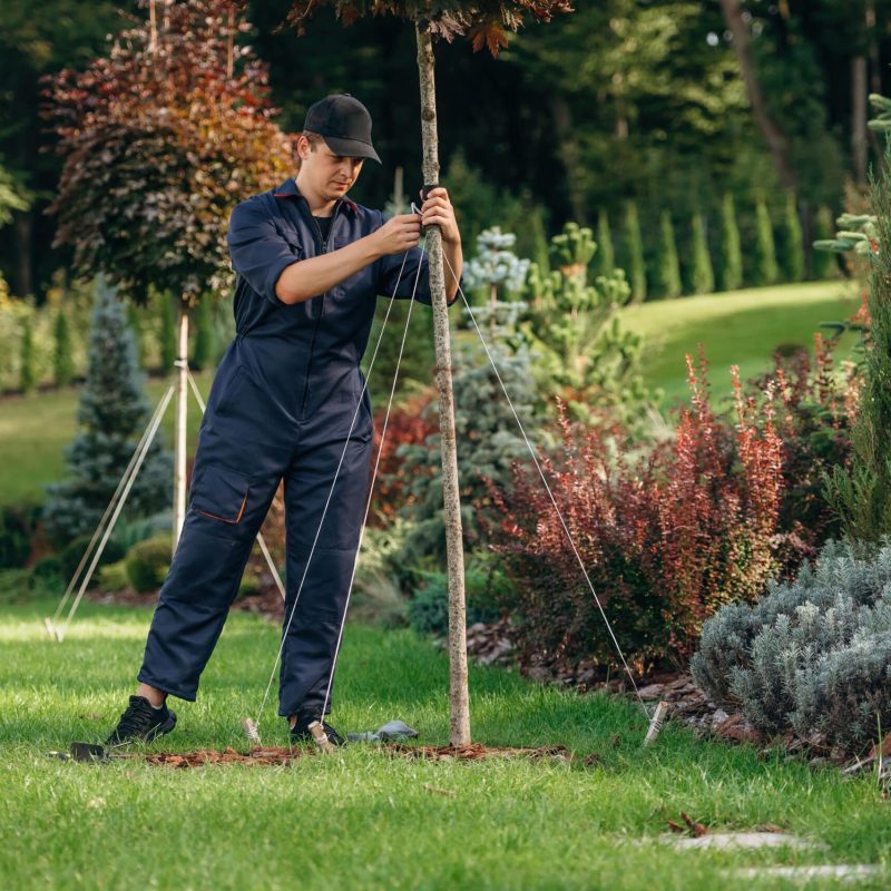 Fixing the growing little tree for the straight position. Professional gardener is on the lawn Fixing the growing little tree for the straight position. Professional gardener is on the lawn.