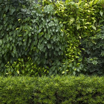 Green leaves with vegetation on wall background. Plant wall with lush green colors. Green leaves texture. used for fresh or Background concept