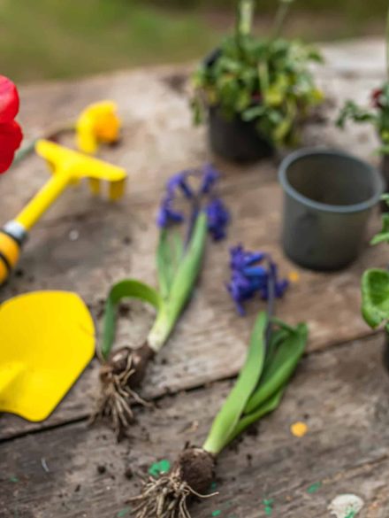 Hyacinthus, hyacinths Transplanting. Handling hyacinth bulbs. cupping plants. Garden instruments, spatula and spray gun next to daffodil. Spring time. concept of transplanting plants from pot to garden