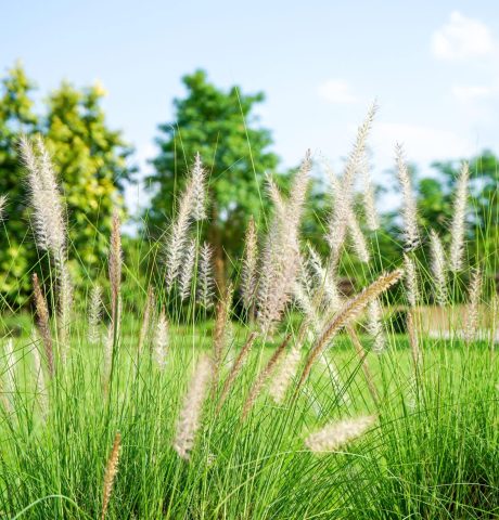 natural-background-of-grass-flowers-in-the-garden-2024-12-07-04-52-39-utc