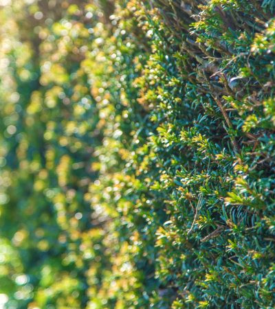 Natural green fence bush. selective focus. Nature.