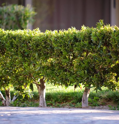 Neatly trimmed low trees growing along path in the park in summer. Gardening and landscaping concept.