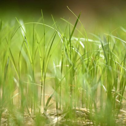Tiny green grass close-up